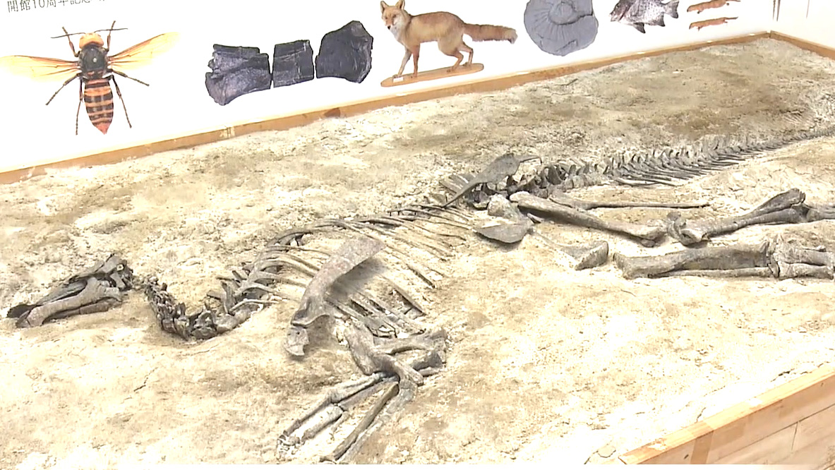 巨大なオオクワガタの模型や恐竜化石のレプリカなどじっくり観察