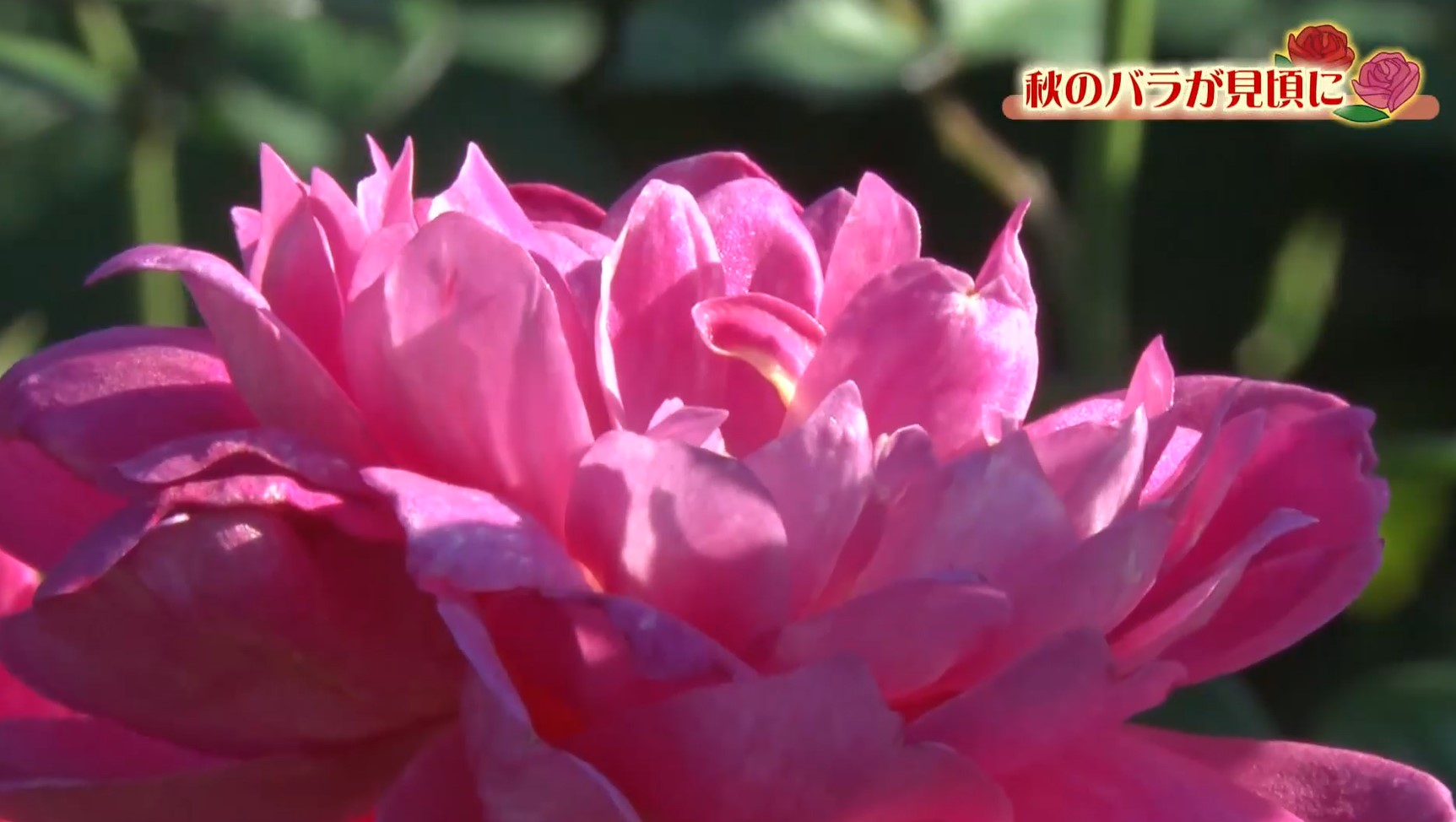 色が濃く濃厚な香り　ゆっくり開花し花持ちも良い秋のバラ見頃