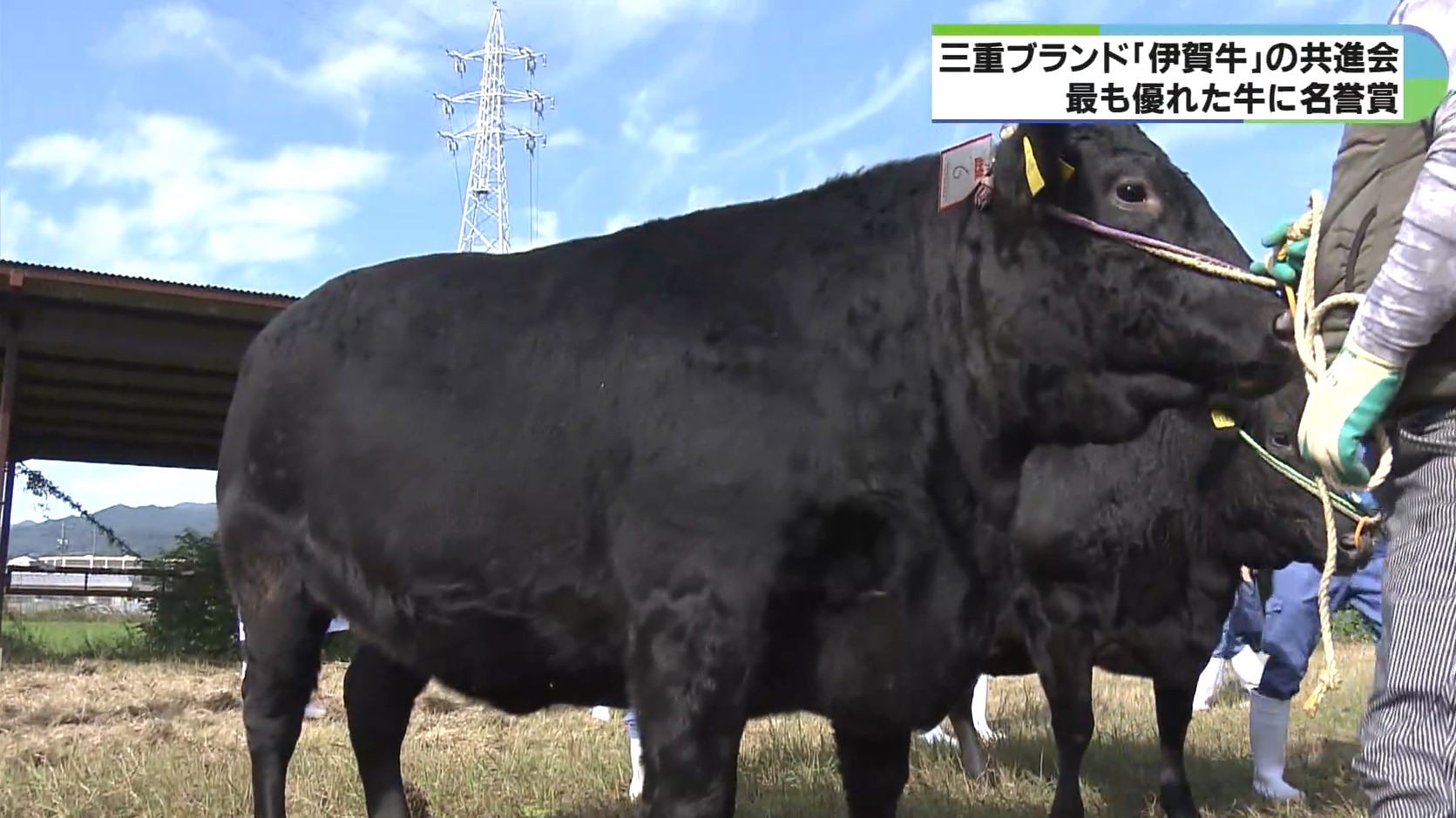 肉付きバランスや毛並みなど審査　伊賀牛共進会で「すみれ」号が名誉賞