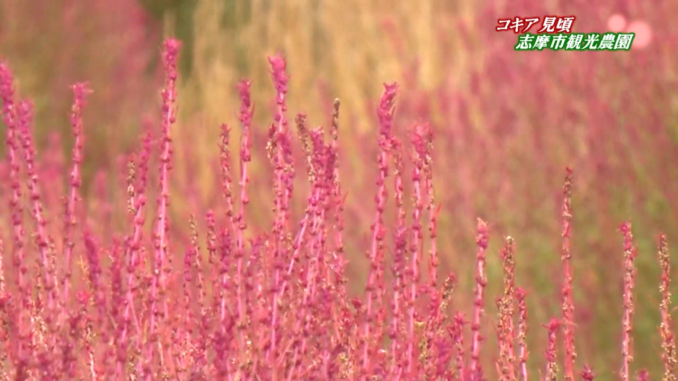 モコモコ連なる小山のよう　真っ赤なコキアが見頃　今シーズンは野ウサギ被害も