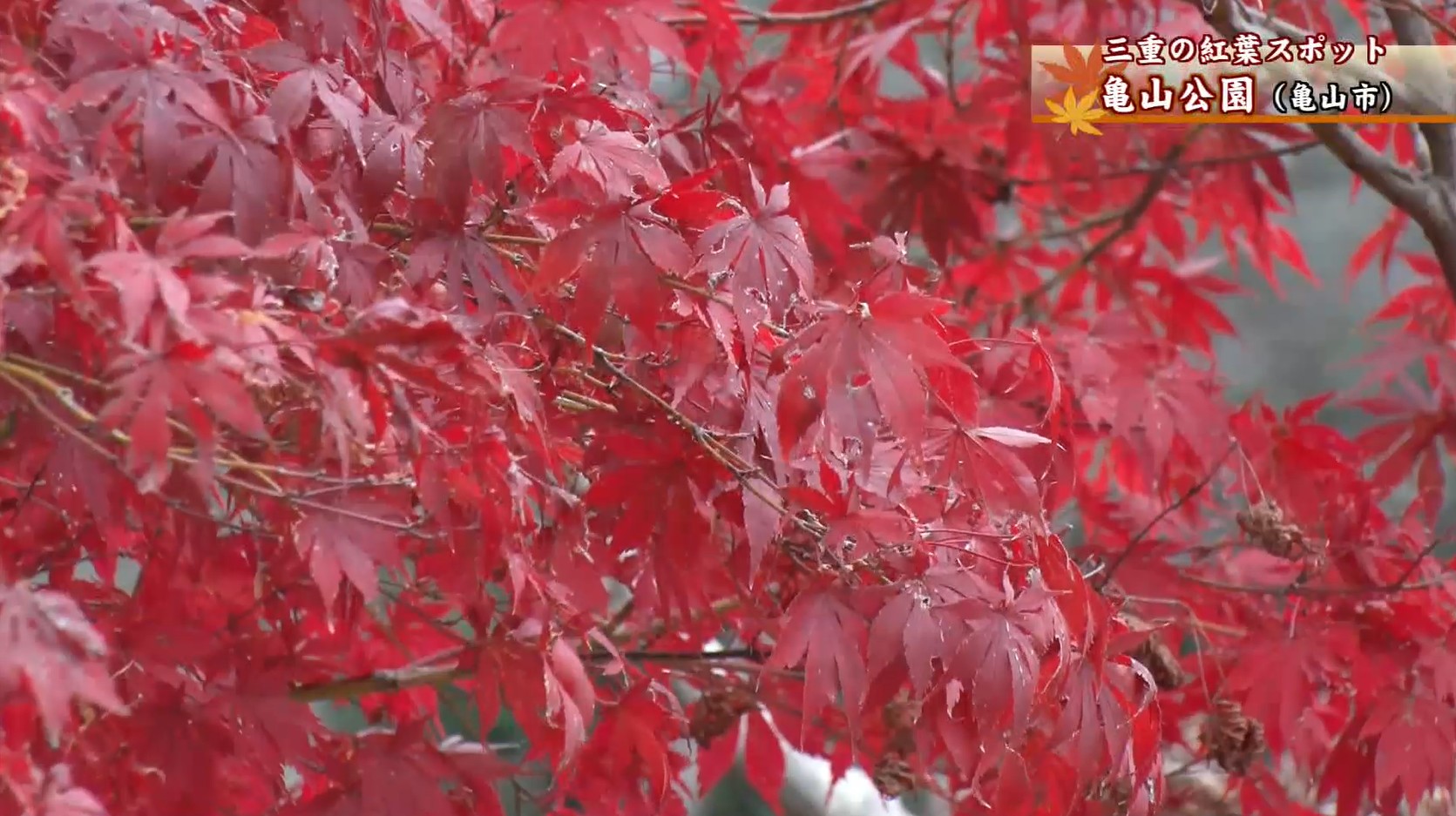 常緑樹の中で赤く染まるモミジ　冷え込みで紅葉進めば来週以降には黄色やオレンジに