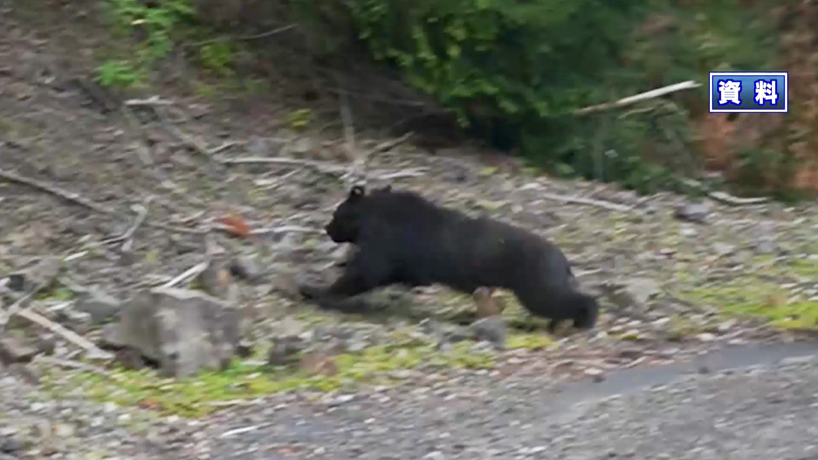 キャンプ場近くでクマらしき動物　鈴鹿や四日市など三重の北勢10市町にクマアラート