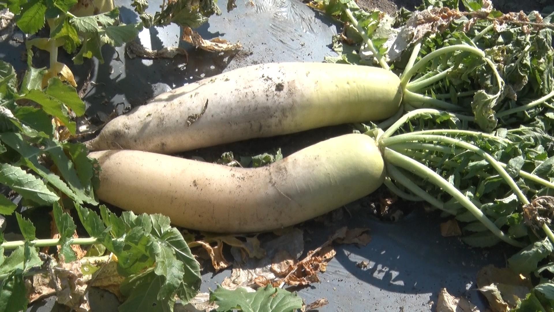 ジューシーな味わい「みくも大根」収穫体験　野菜や果物の販売も