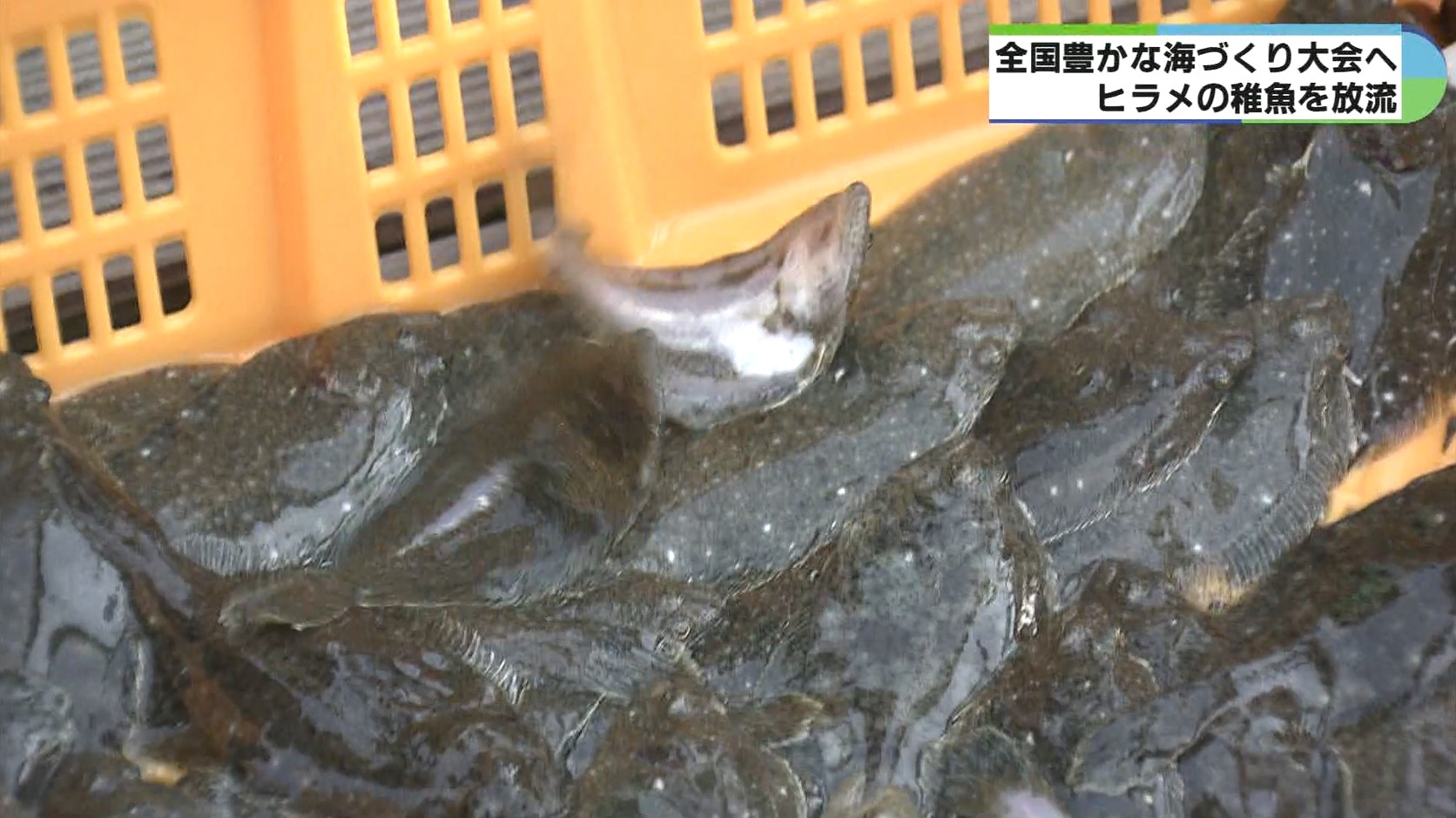 三重で開催の「全国豊かな海づくり大会」に向けヒラメ稚魚放流　県内各地で取り組み