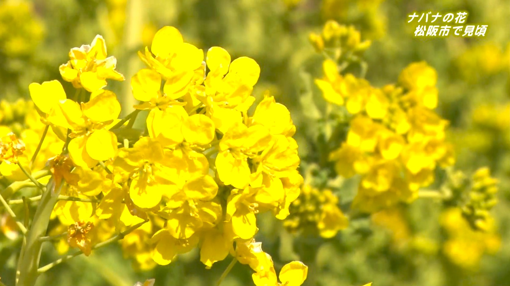 春の味が満開　おひたしや和え物などで食べられる菜花　休耕田を黄色く染める　三重・松阪市