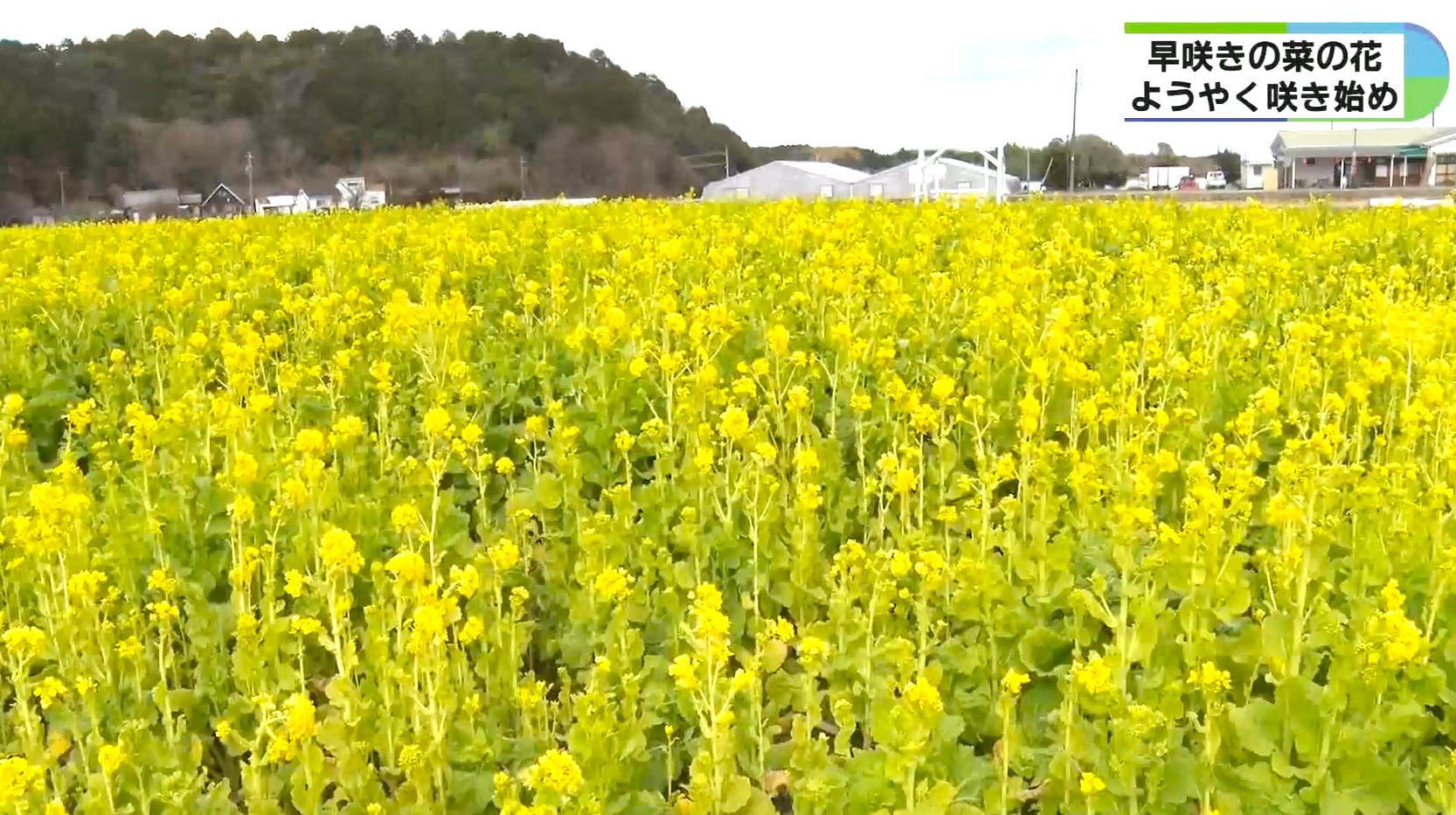 「黄色のじゅうたん」が一面に　一足早い春　菜の花が見ごろ