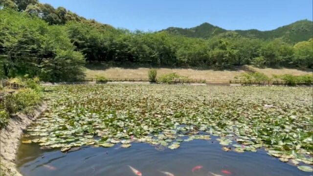 三重県御浜町にある寺谷総合公園の修景池で、約600株のスイレンが見頃を迎えています。